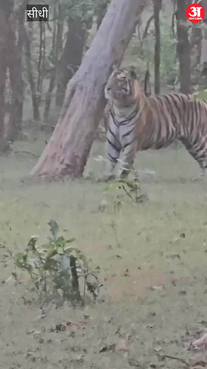 A tiger named Trishul was spotted attempting to climb a tree in the Sanjay Tiger Reserve