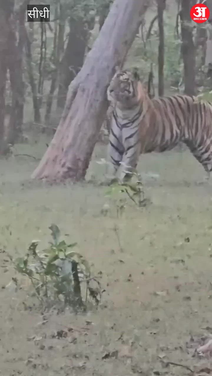 A tiger named Trishul was spotted attempting to climb a tree in the Sanjay Tiger Reserve