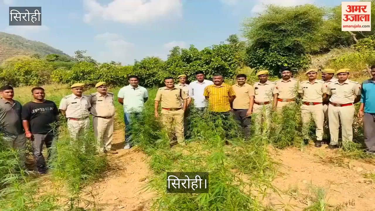 Cannabis crop being grown under the cover of maize and fennel