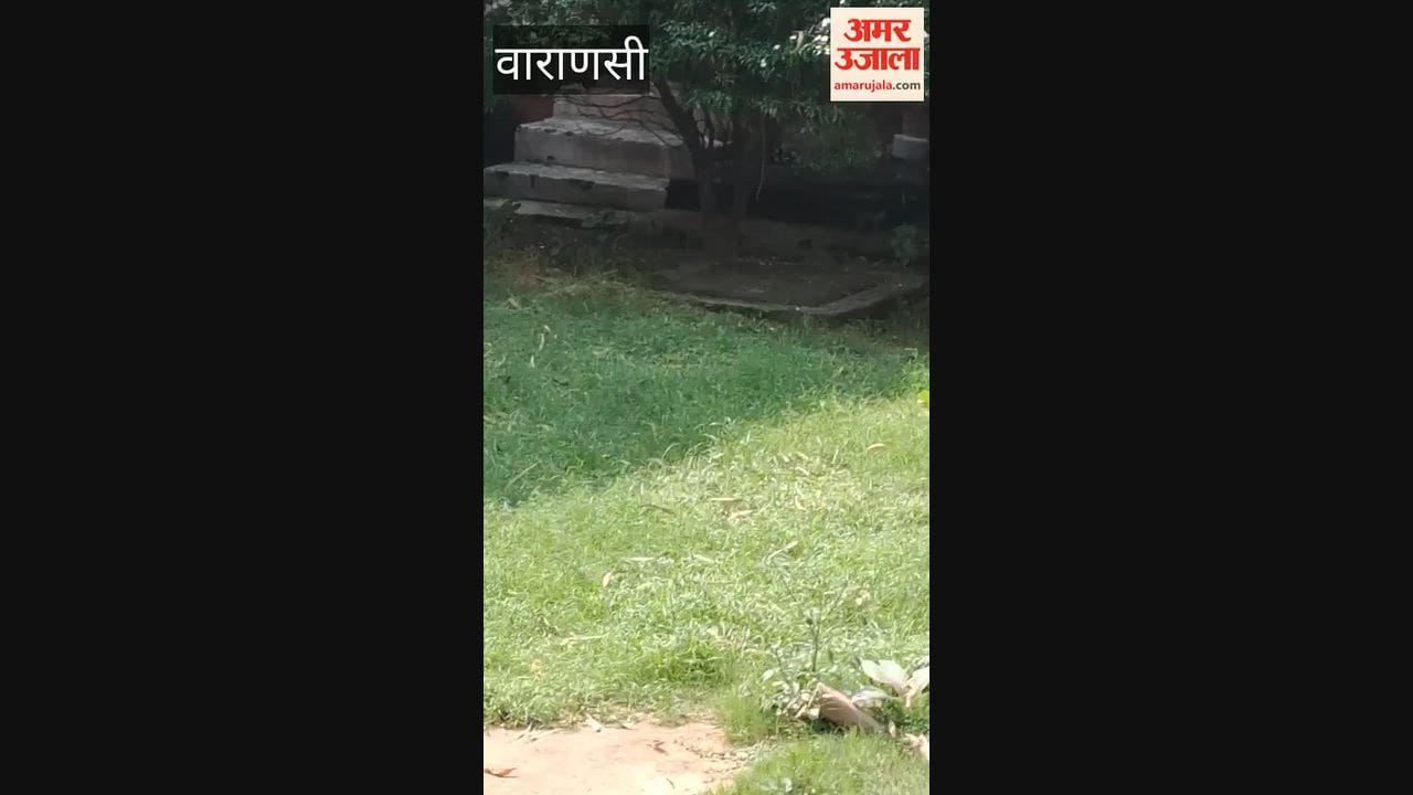 VIDEO: Cobra enters Ayurveda OPD at BHU Hospital; patients scramble in panic as the snake rears its hood