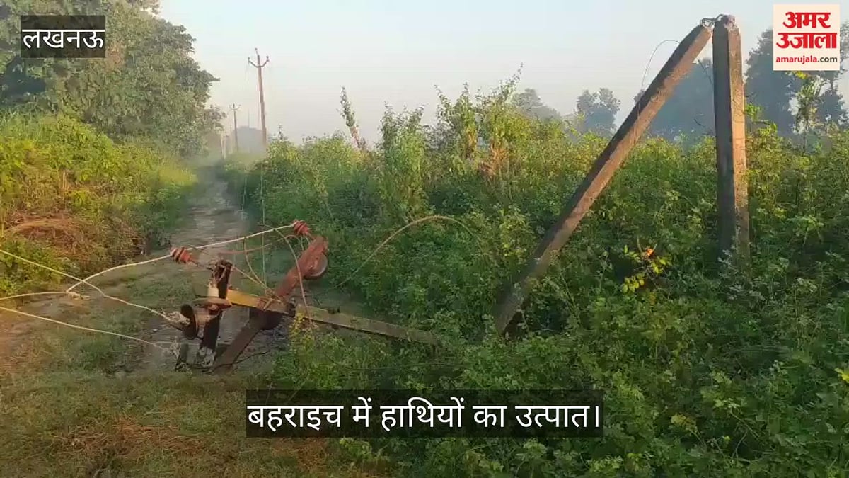 बहराइच: कतर्नियाघाट में हाथियों का धावा, धान की फसल रौंदी, बिजली का पोल तोड़ा