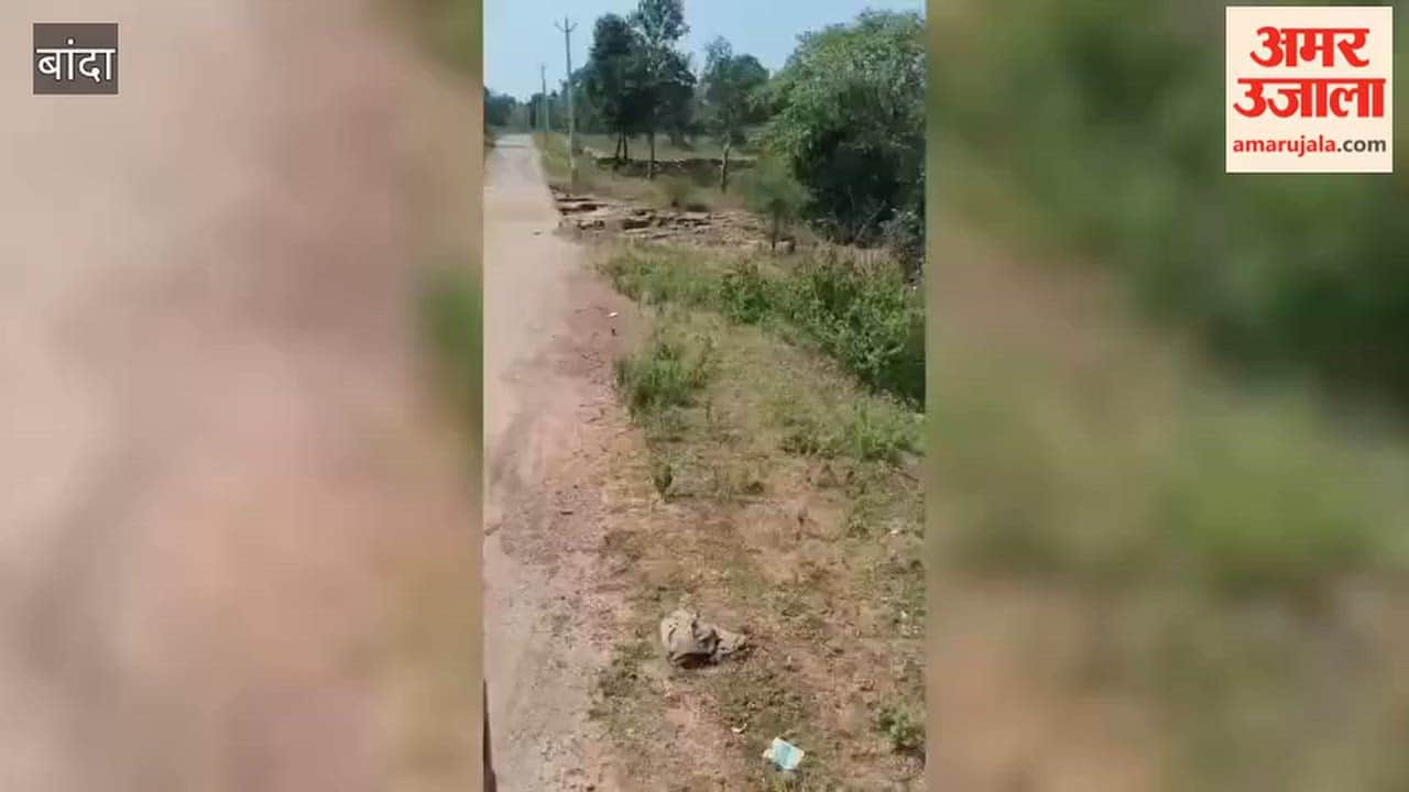 Banda: Tiger attacks elderly man grazing buffaloes; victim left suffering for two hours