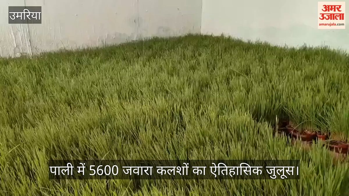 उमरिया: 5600 जवारा कलशों के साथ निकला माता बिरासनी का ऐतिहासिक जुलूस, भक्तिमय हुआ बिरसिंहपुर पाली