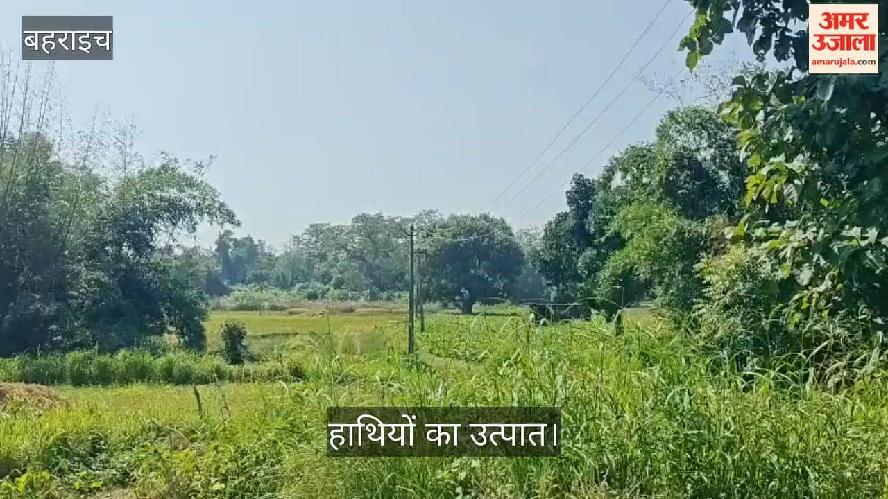 Video: हाथियों का उत्पात, आठ बीघा धान की फसल रौंदी, बिजली का पोल तोड़ा