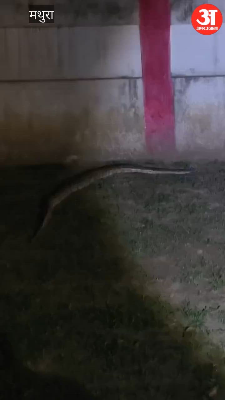 VIDEO: मथुरा में आर्मी एरिया में दो दिन में निकले दो अजगर