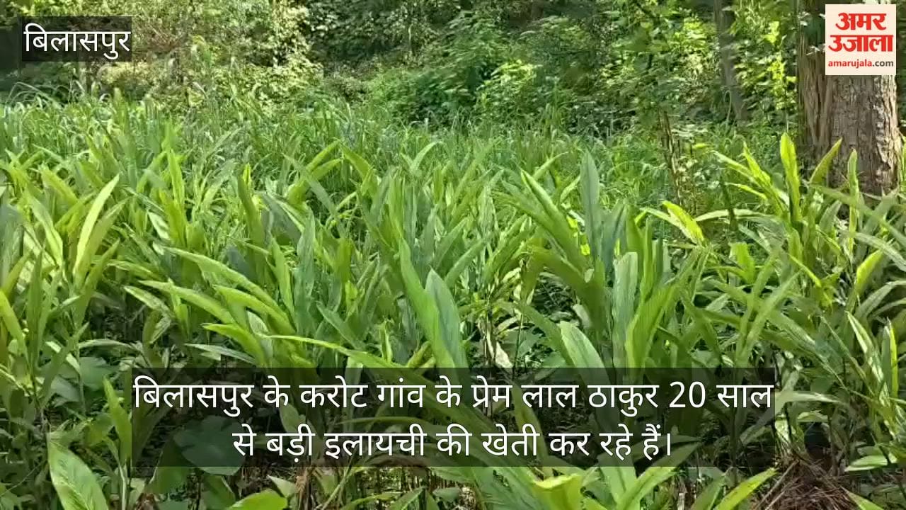 Bilaspur Farmer Large Cardamom Farming 1800 Per Kg