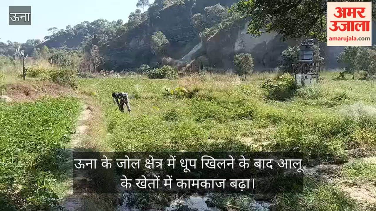 una jol potato farmers fertilizer irrigation sunny weather