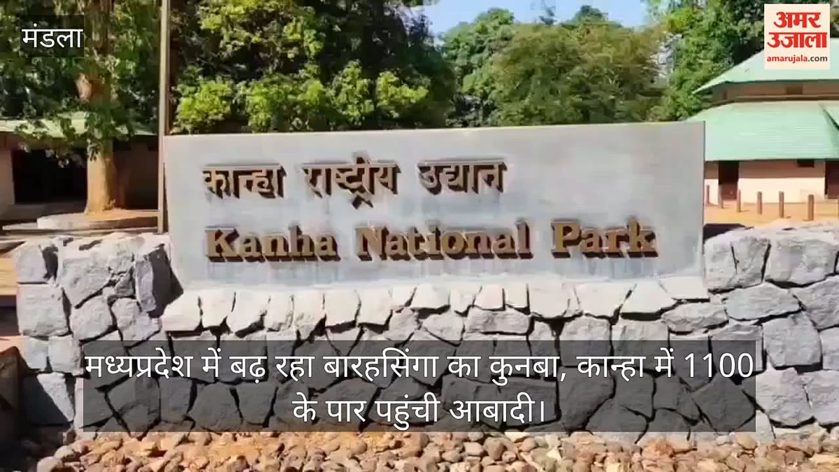 मंडला: मध्य प्रदेश में बढ़ रहा बारहसिंगा का कुनबा, कान्हा टाइगर रिजर्व में 1100 के पार पहुंची आबादी