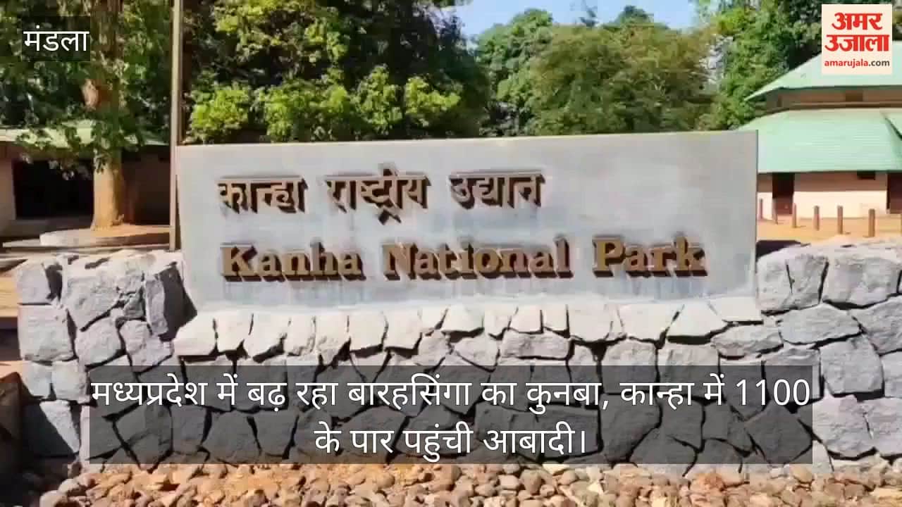 The Barasingha population is increasing in Madhya Pradesh, with the population in Kanha reaching over 1,100.