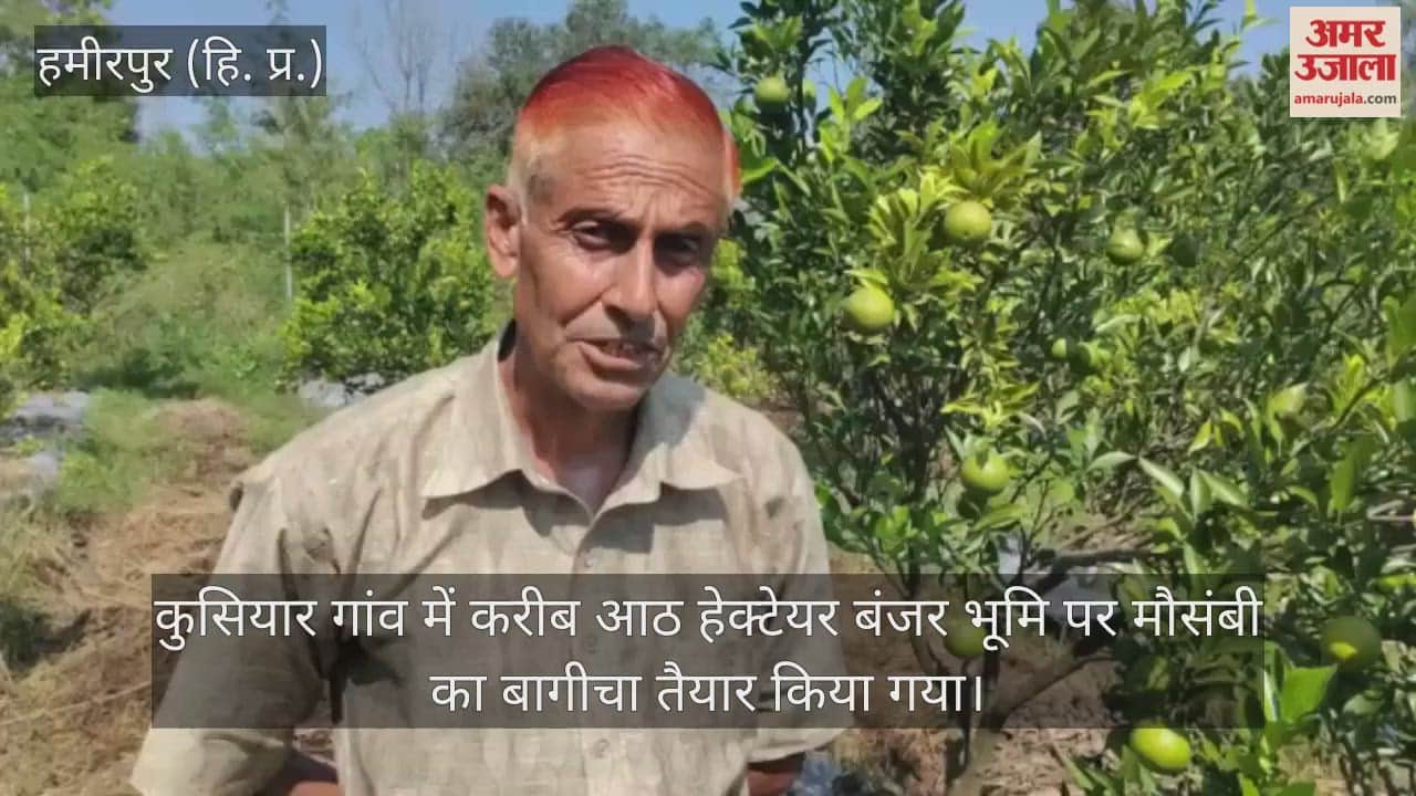 kusiyar hamirpur mousambi oranges hpshiva project ludhiana