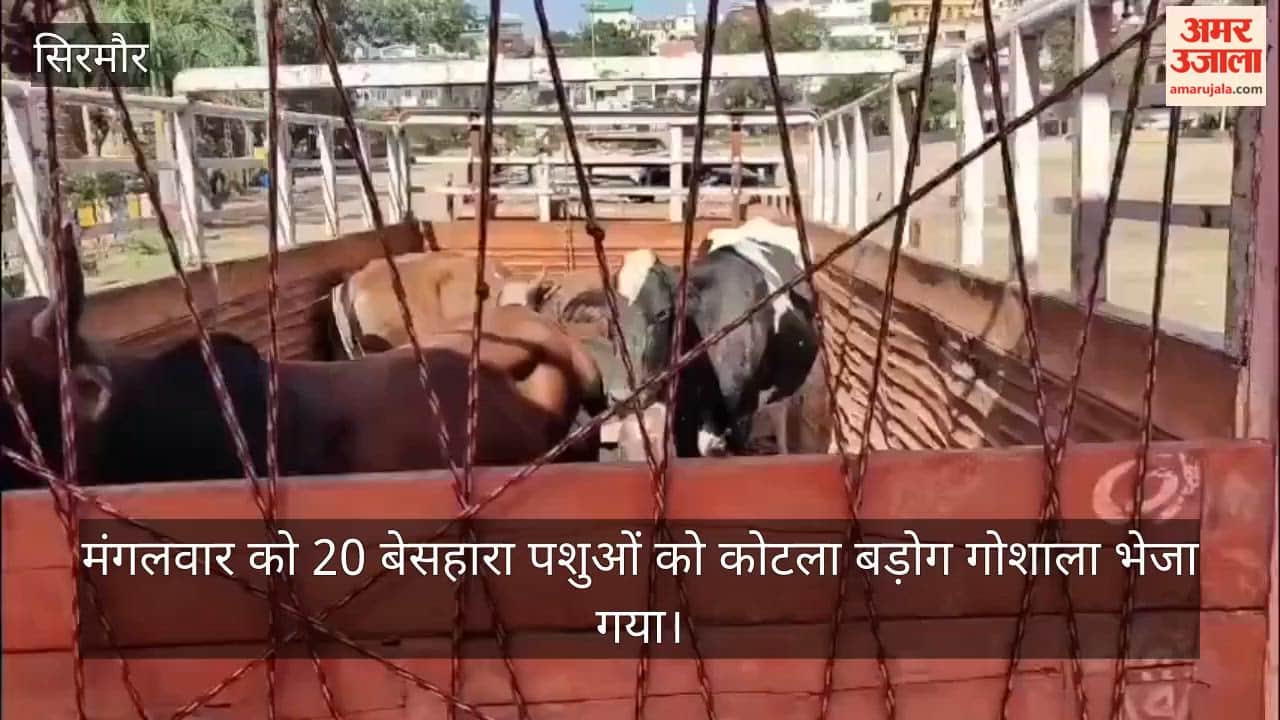 nahan stray cattle shifted kotla barog gaushala