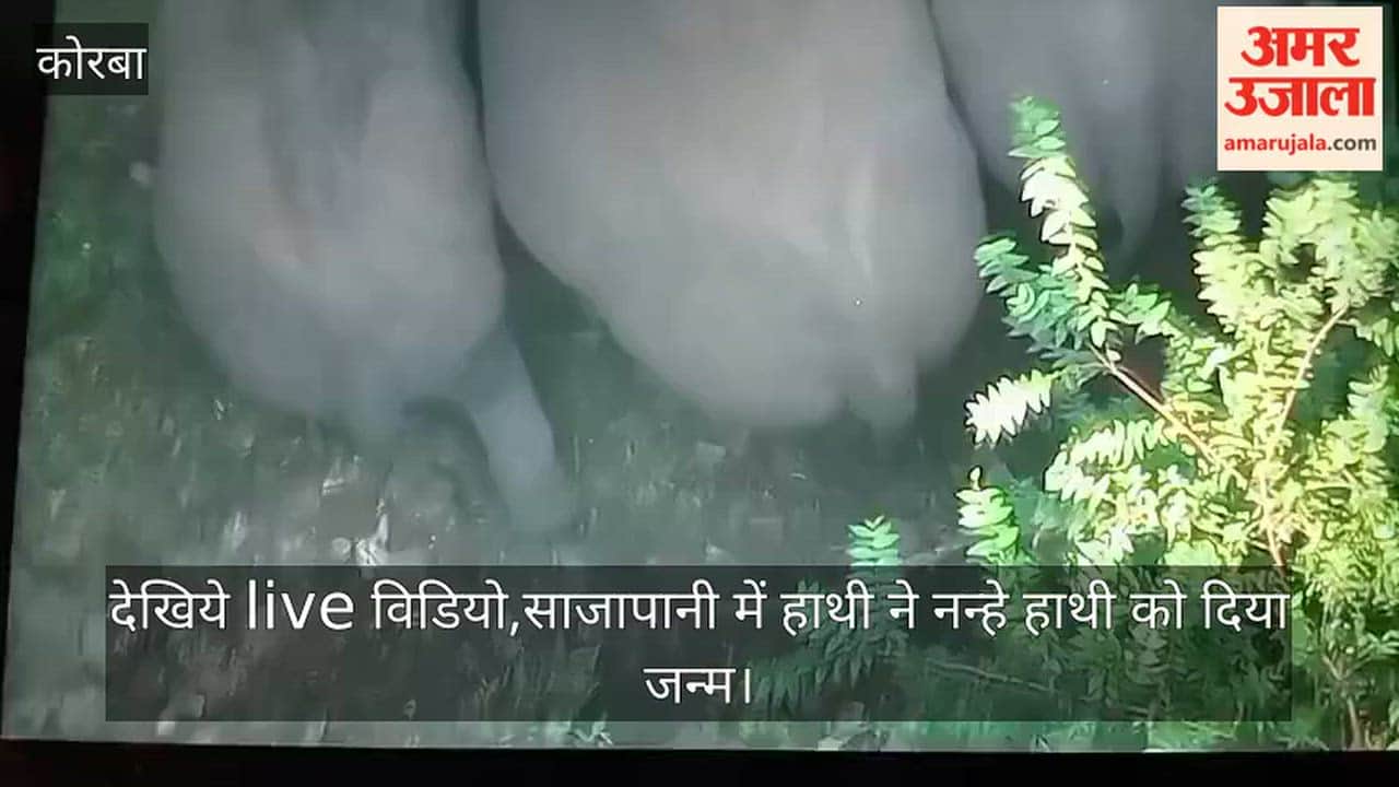 Korba: Newborn Elephant Calf Spotted in Herd; Forest Team Uses Drones to Ensure Safety
