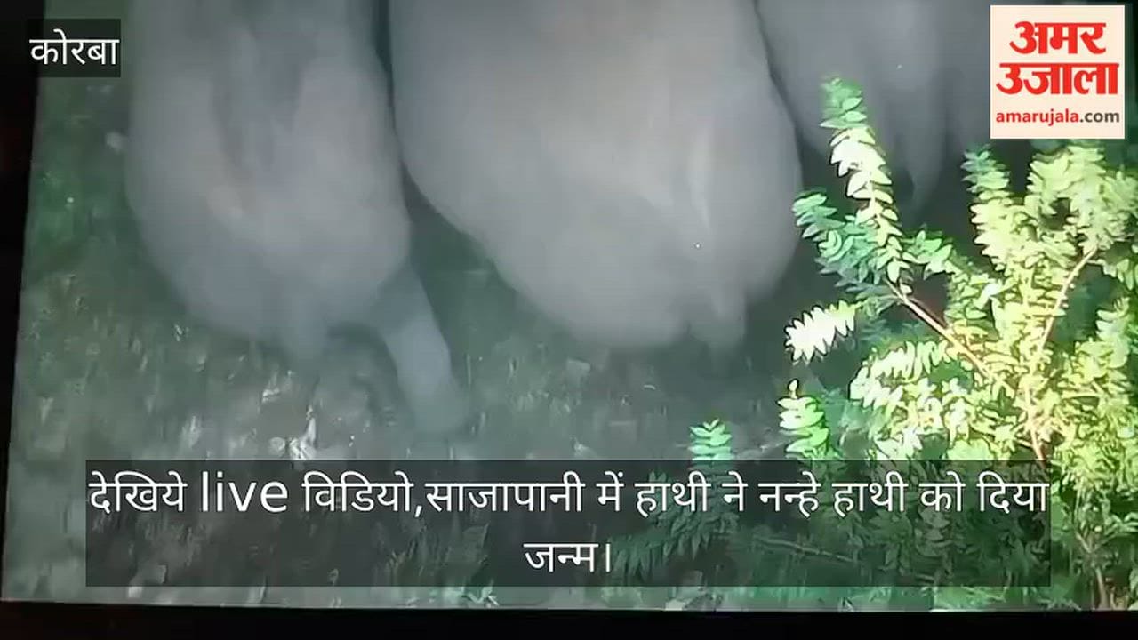 Korba: Newborn Elephant Calf Spotted in Herd; Forest Team Uses Drones to Ensure Safety
