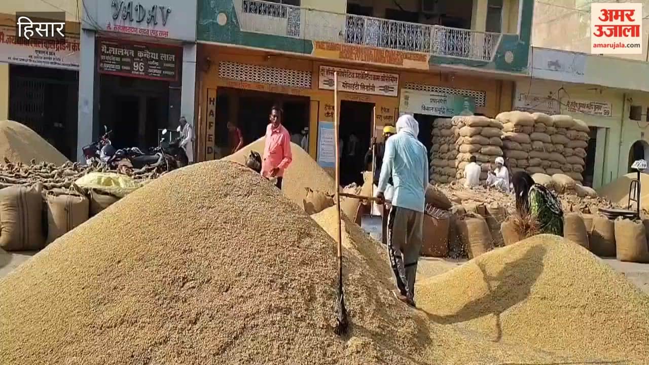 Paddy procurement picks up in Hansi Mandi; price for the 1509 variety remains steady at Rs 4,000.