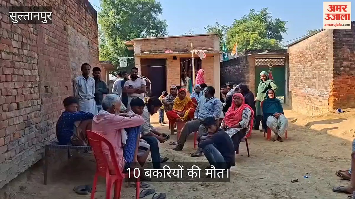 Video: सुल्तानपुर में टीकाकरण के बाद 10 बकरियों की मौत, एक बकरे ने भी तोड़ा दम
