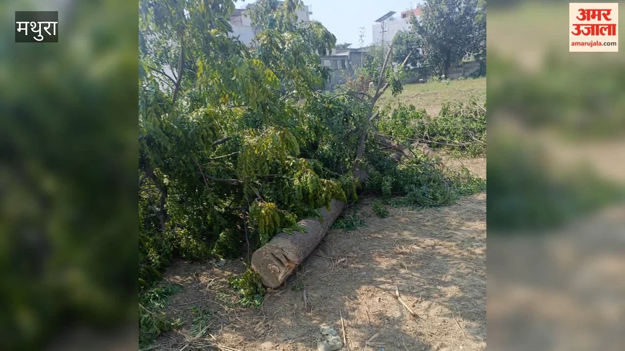 Half a dozen green trees were cut down in a grove in Nawada.