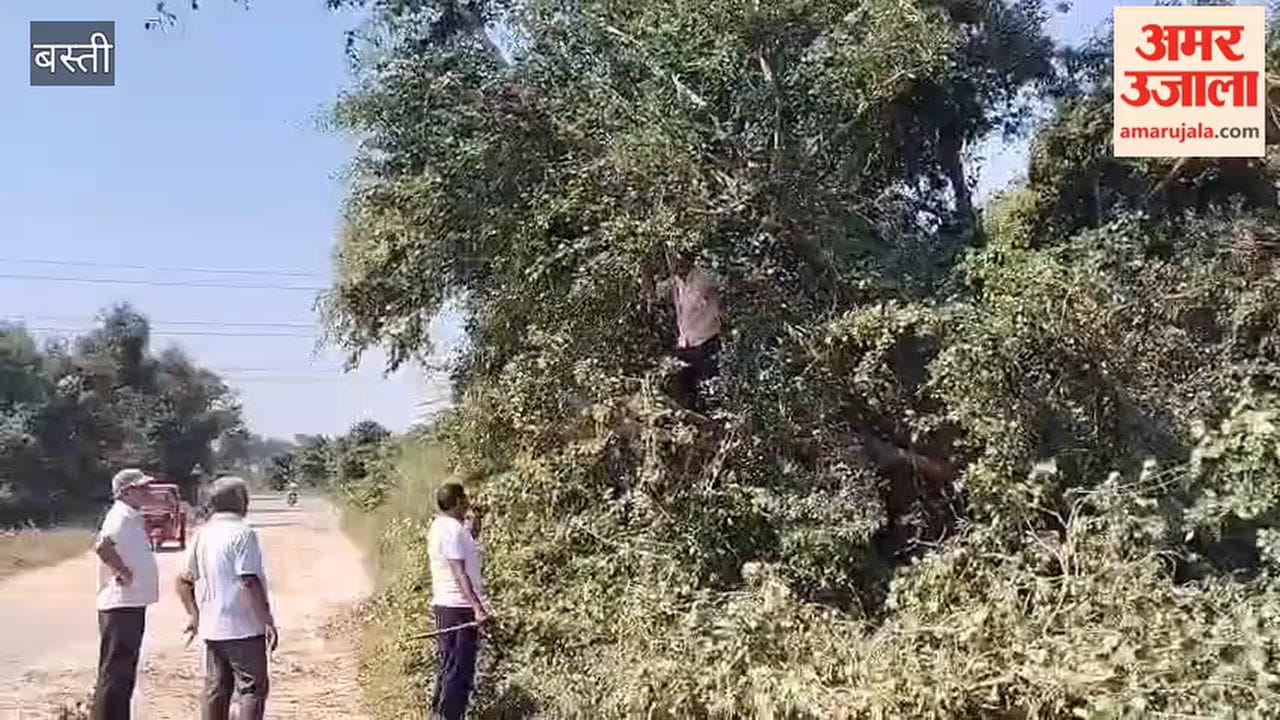 Bushes cleared following a complaint