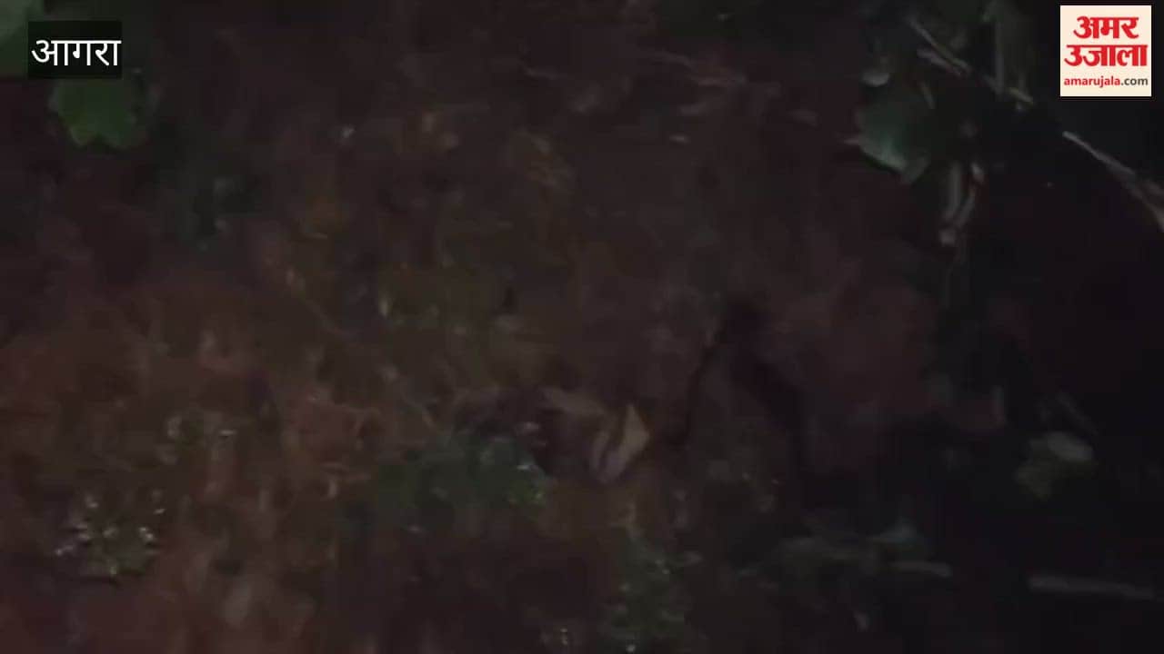 VIDEO: प्रतिमा विसर्जन के बाद यमुना में उतरे श्रद्धालु, जाल में अजगर देख मच गई चीख-पुकार