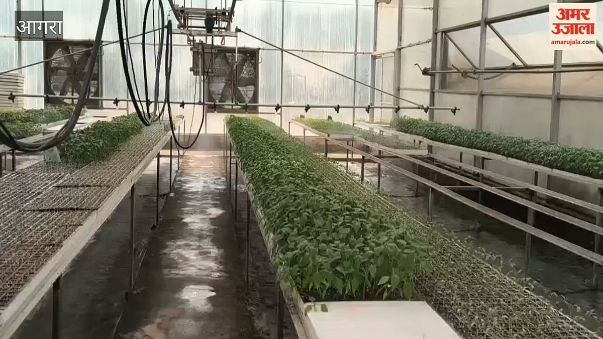 VIDEO: उद्यान विभाग किसानों के लिए तैयार कर रहा सब्जियों की पौध