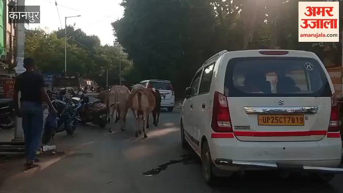 कानपुर: काकादेव-गीता नगर मार्ग पर आवारा पशुओं का जमावड़ा, थमी वाहनों की रफ्तार