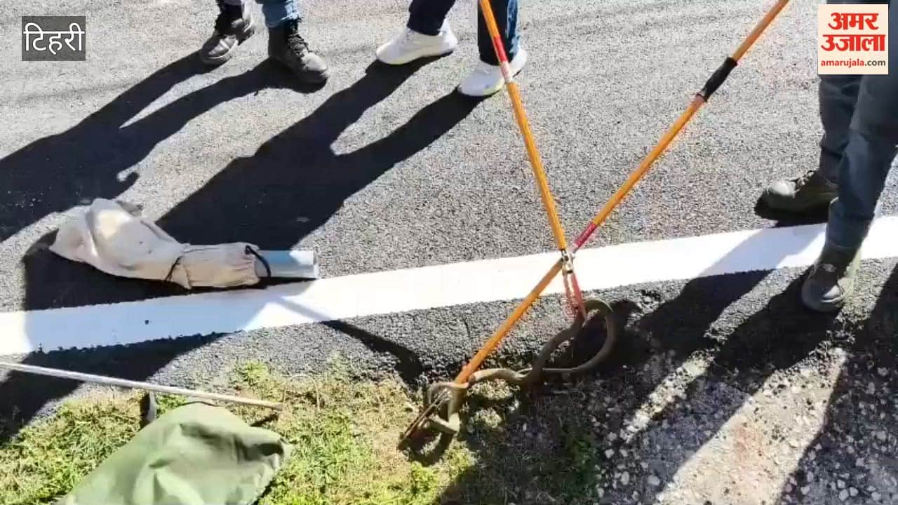 Snake hides in a car after slinking down the stairs; stirs up a commotion in the colony