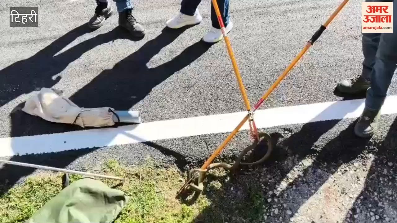 Snake hides in a car after slinking down the stairs; stirs up a commotion in the colony