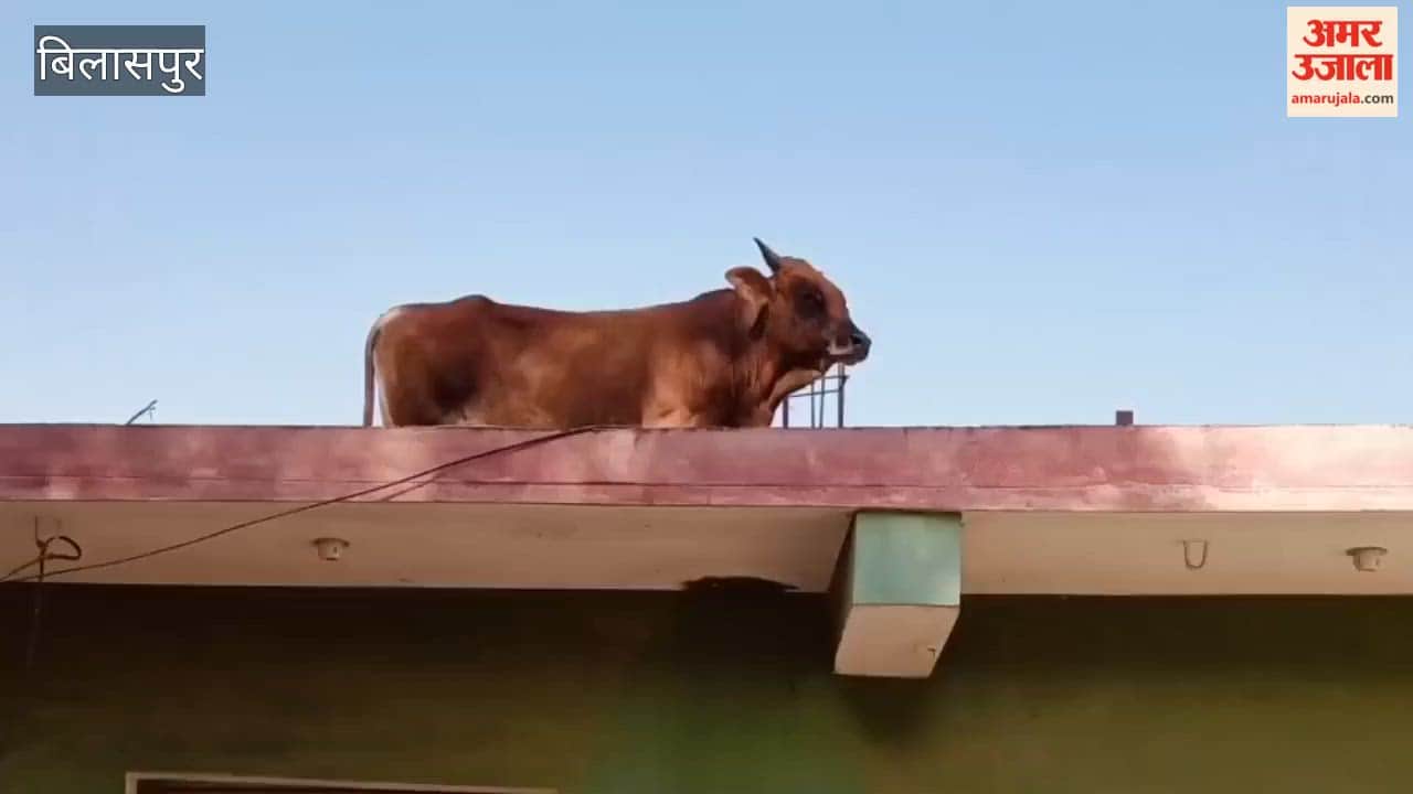 Bull rescued from shop roof in Kajail village Bilaspur