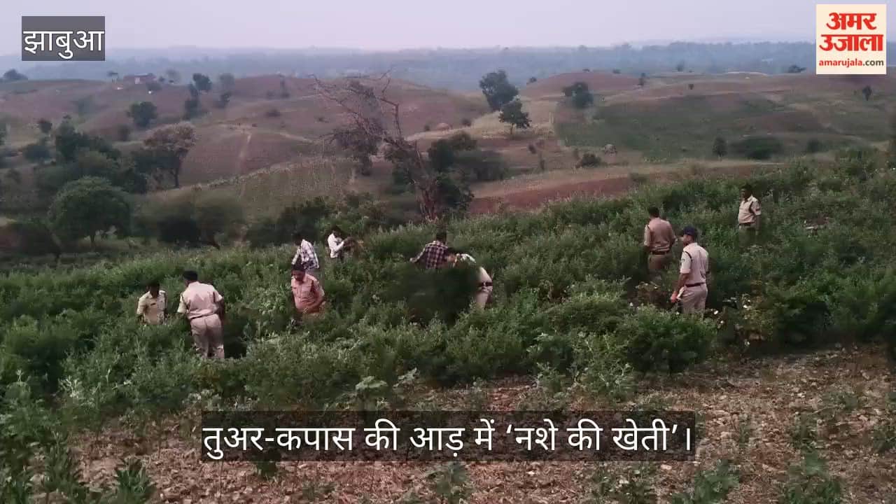 ‘Drug cultivation’ under the guise of tur-cotton! Police of five police stations revealed the secret