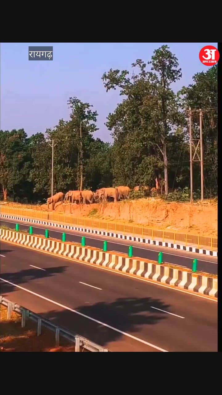 A herd of 19 elephants was spotted crossing a Bharatmala road in Raigarh, bringing traffic to a halt;