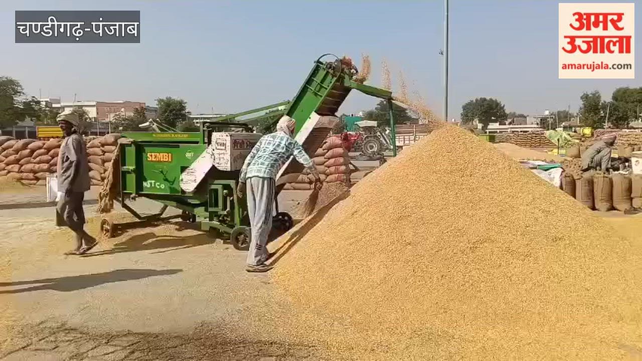 1.97 lakh metric tonnes of paddy arrives in Moga grain markets