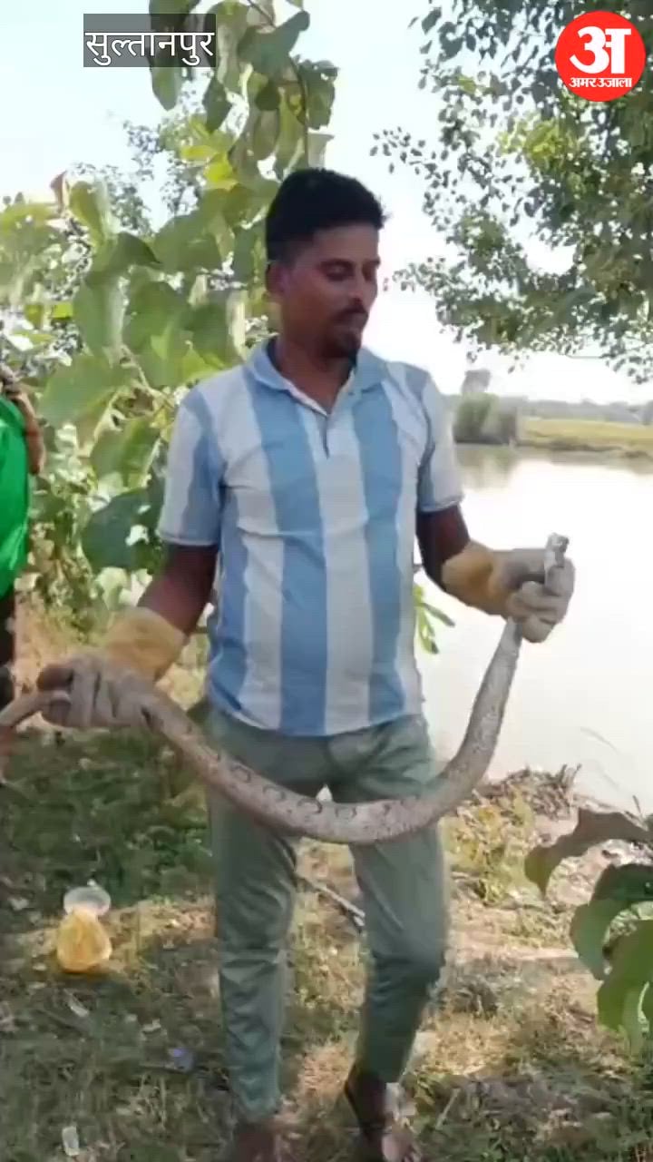 700 से अधिक सांपों को जीवनदान दे चुके सुल्तानपुर के नीरज, बोले- प्रकृति के मित्र हैं सर्प