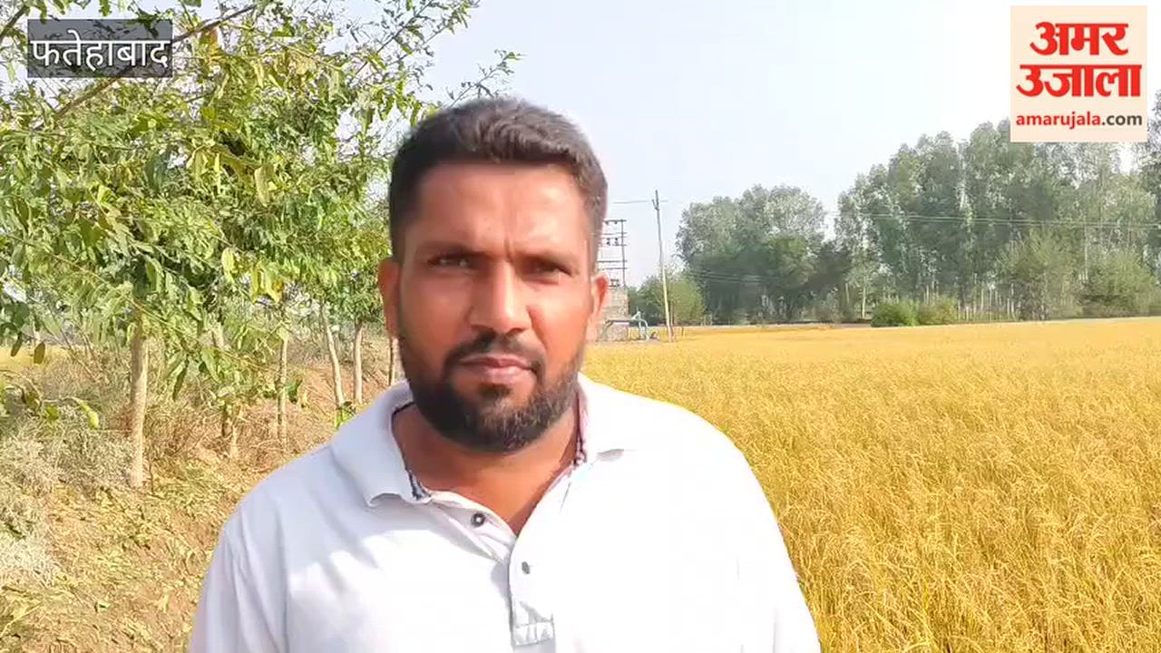 Paddy crop damaged by hailstorm in Fatehabad; farmers seek compensation