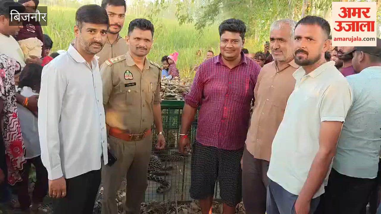 Bijnor: Leopard trapped in a cage; it had killed a seven-year-old child.