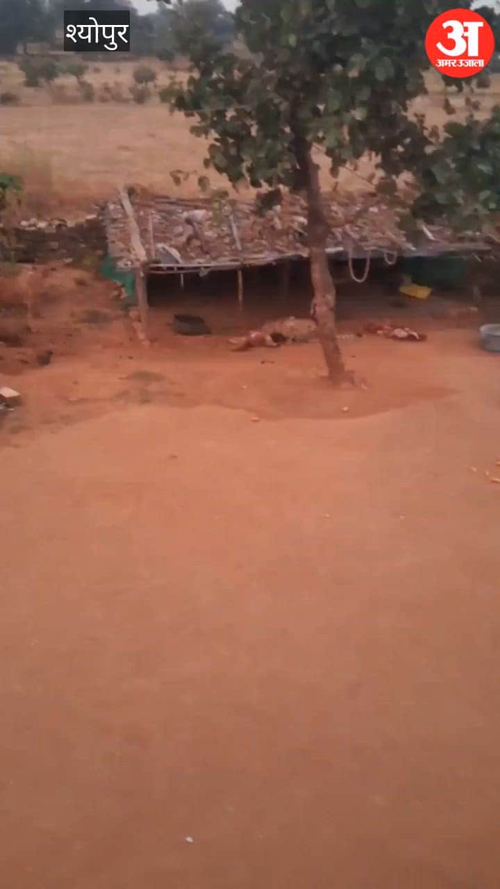 Cheetahs strike in the Kuno region; they entered a shed near a house and preyed on two calves.