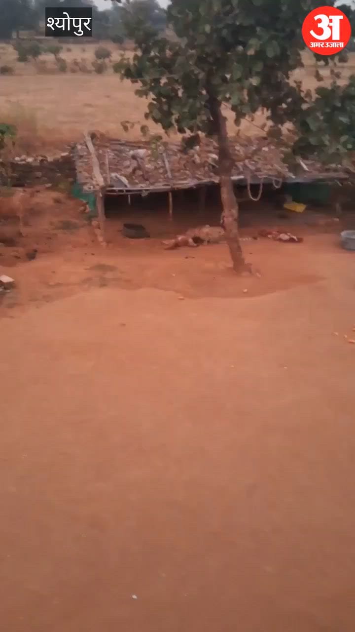 Cheetahs strike in the Kuno region; they entered a shed near a house and preyed on two calves.
