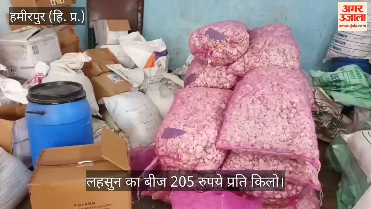 hamirpur garlic berseem seeds available wheat seed wait