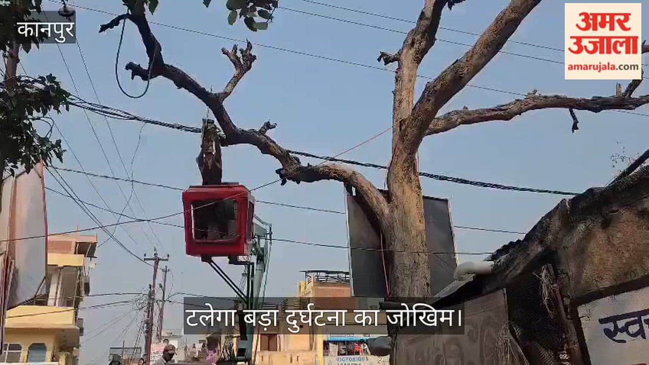Kanpur Risk of accidents averted on Musanagar Road  Forest Department begins felling of dead trees