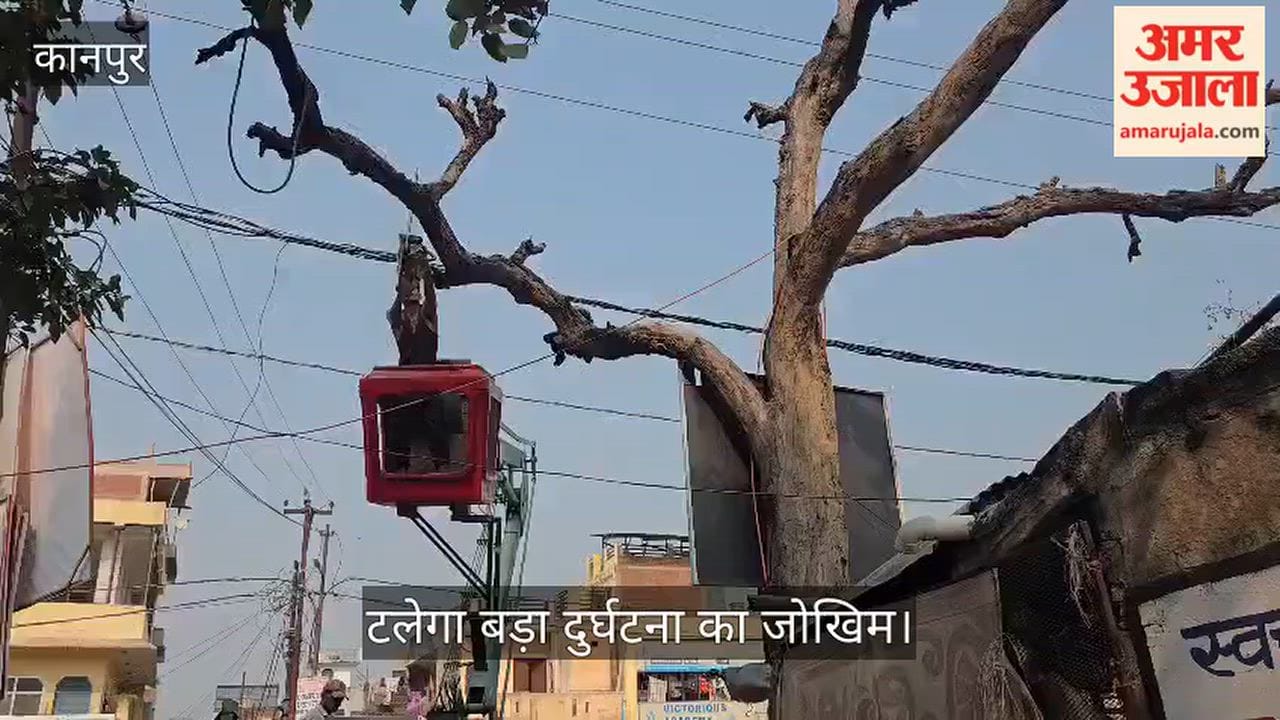 Kanpur Risk of accidents averted on Musanagar Road  Forest Department begins felling of dead trees