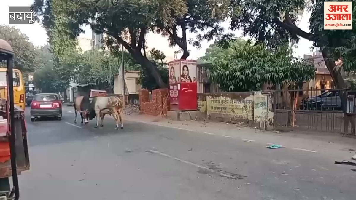 बदायूं: सड़क पर भिड़े दो सांड़, 20 मिनट तक थमा रहा यातायात; देखें वीडियो
