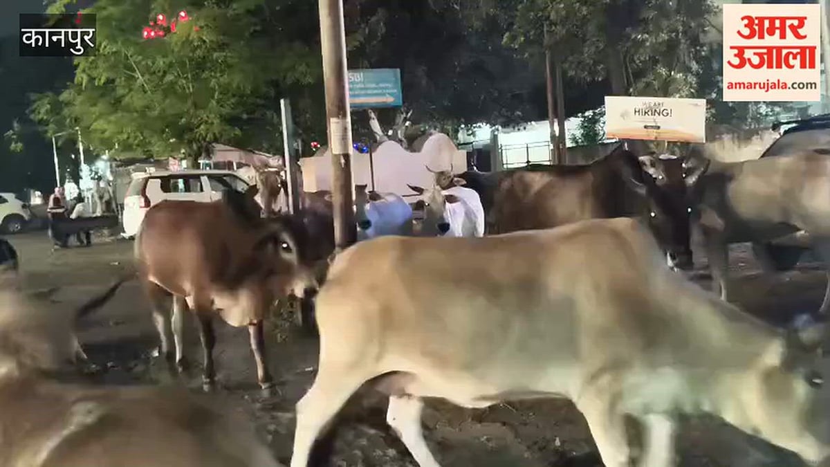 कानपुर: जीटी रोड पर अन्ना मवेशियों का आतंक, हादसे का खतरा