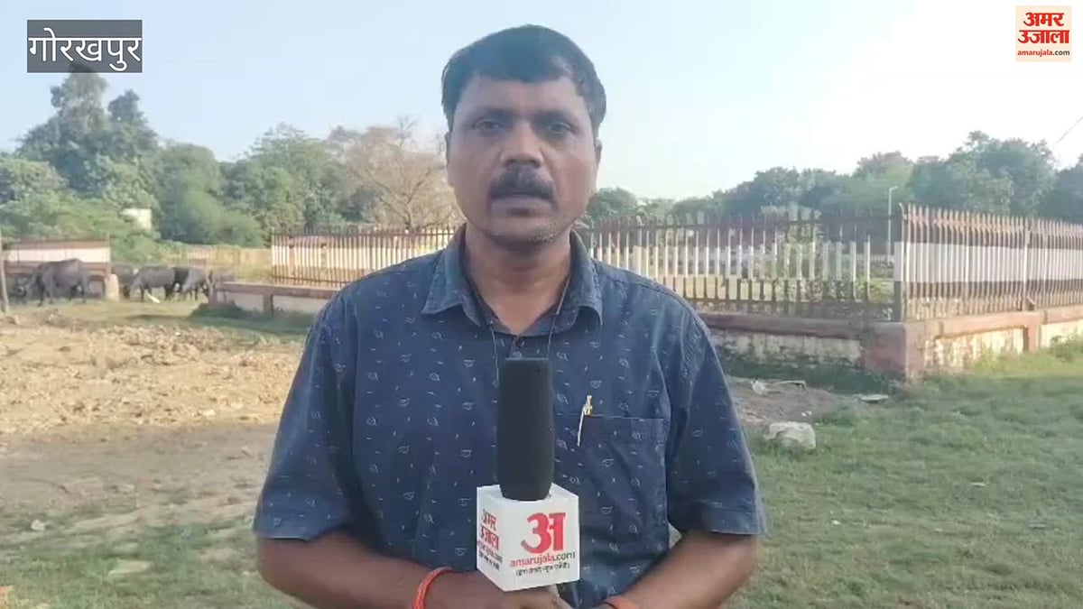 गोरखपुर: बौलिया रेलवे कॉलोनी का पार्क बना भैंसों का चारागाह