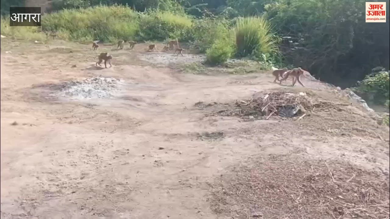Investigation: No even a tin shed at the cremation ground in Bateshwar; risk of monkey attacks along the path.