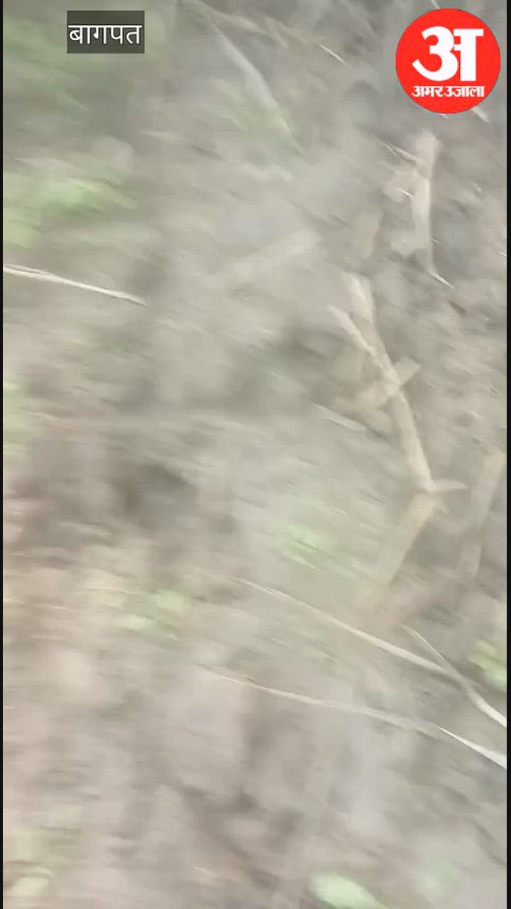 बागपत: ललियाना के जंगल में दिखे संदिग्ध शावक, तेंदुआ होने की आशंका से किसानों में दहशत