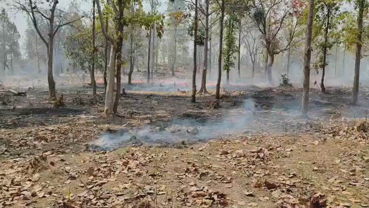 Fire in Marwahi forest spreads over distance of 2–3 kilometers