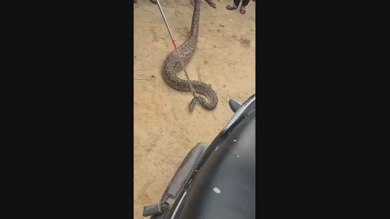 Ghaziabad Python spotted slithering on road to Jalalabad village in Muradnagar