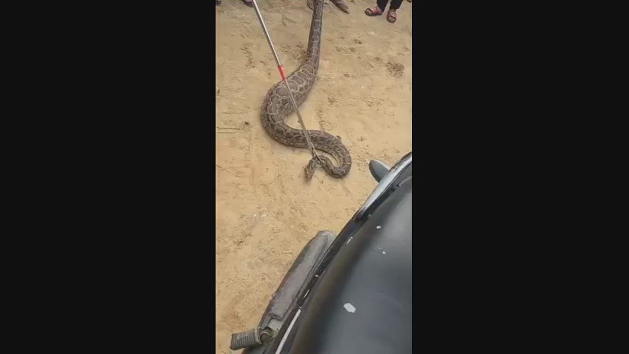 Ghaziabad Python spotted slithering on road to Jalalabad village in Muradnagar